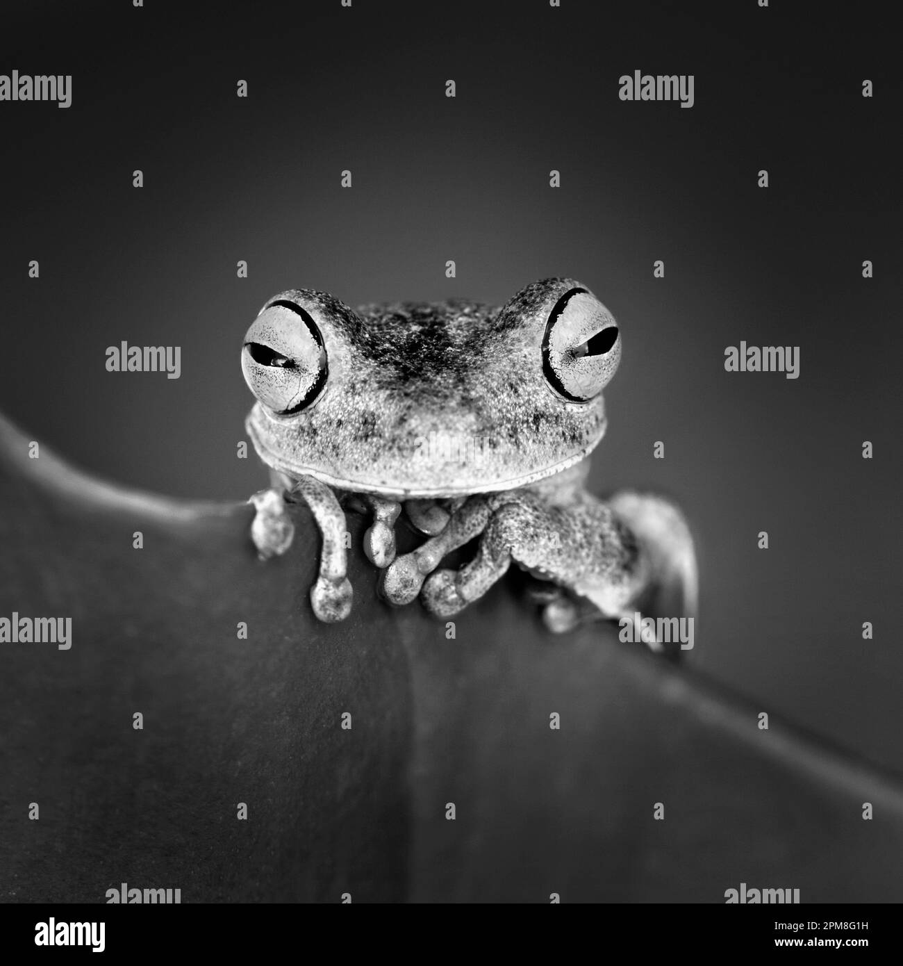 Suriname, Brownsweg, Brownsberg National Park. Orange Legged Tree Frog