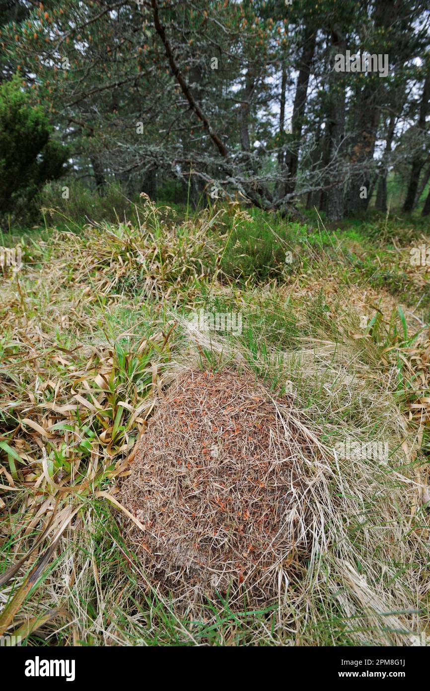 Narrowheaded Wood Ant (Formica exsecta) nest mound mostly composed of