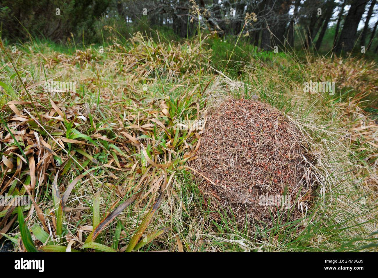 Narrowheaded Wood Ant (Formica exsecta) nest mound mostly composed of