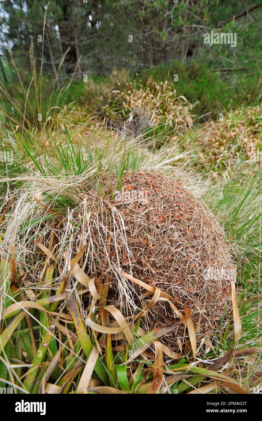 Narrow-headed Wood Ant (Formica exsecta) nest mound mostly composed of grasses and partially supported on grass / woodrush tussock, Speyside Stock Photo