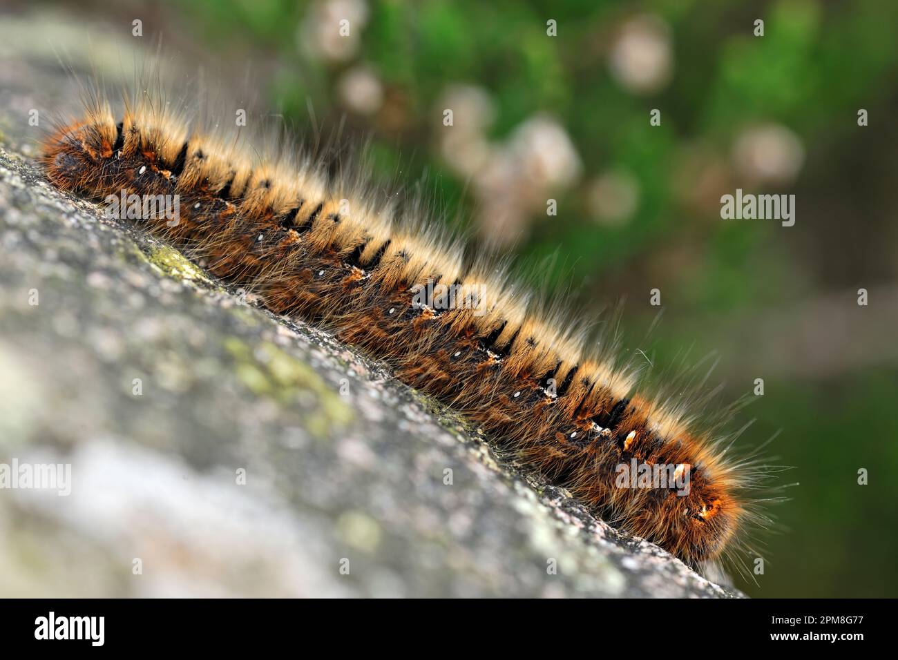 Northern Eggar Moth (Lasiocampa quercus) catterpillar on lichen-covered boulder, Cheviot Hills, Northumberland National Park, England, May 2016 Stock Photo