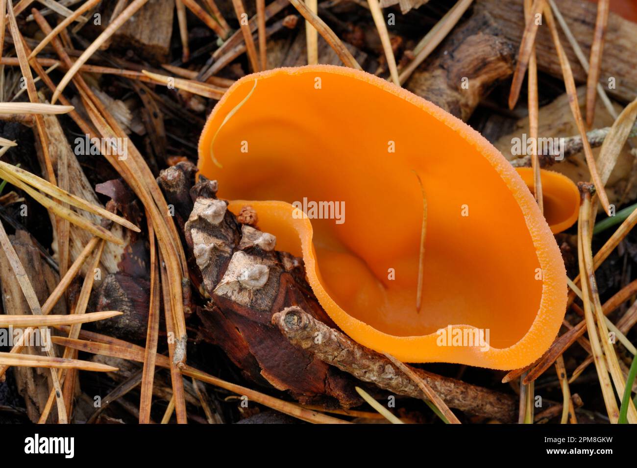 Orange Peel Fungi (Aleuria aurantia) growing in litter beneath scots pine, Inverness-shire, Scotland, October 2008 Stock Photo