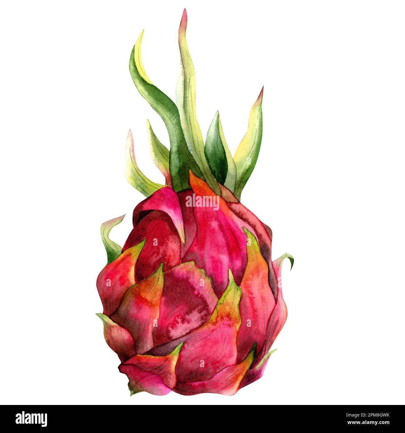 Pitaya dragon fruit pitahaya watercolor illustration in bright pink and green colors. Realistic botanical tropical cactus isolated on white background Stock Photo