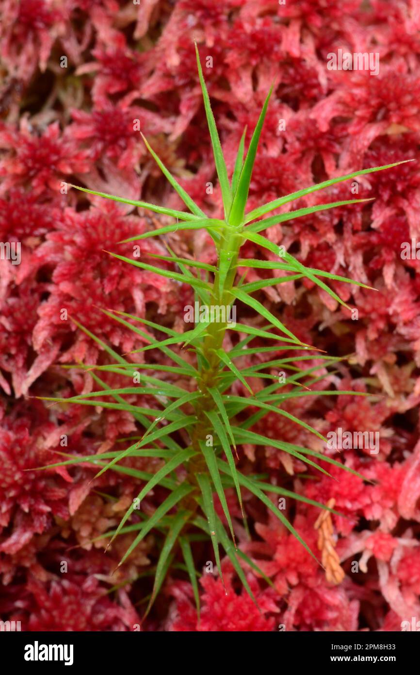 Marsh Hair / Hair Cap Moss (Polytrichum commune) growing through bed of