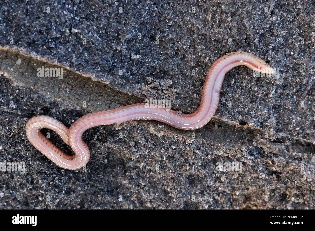 Ragworm (Hediste diversicolor) animal beside excavated burrow in sand, Northumberland, England, February 2020 Stock Photo