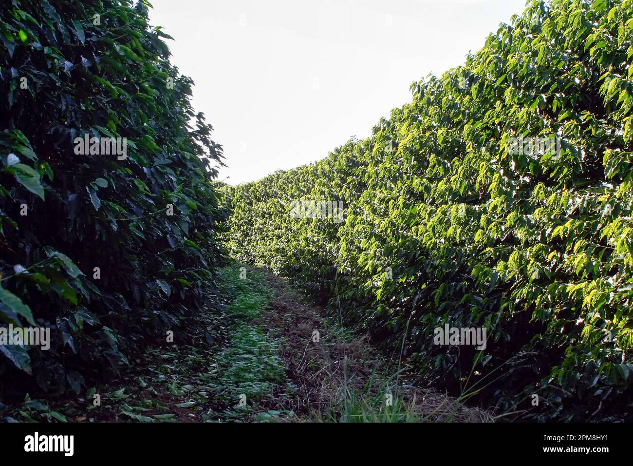 View farm with coffee plantation in Brazil - Cafe do Brasil Stock Photo