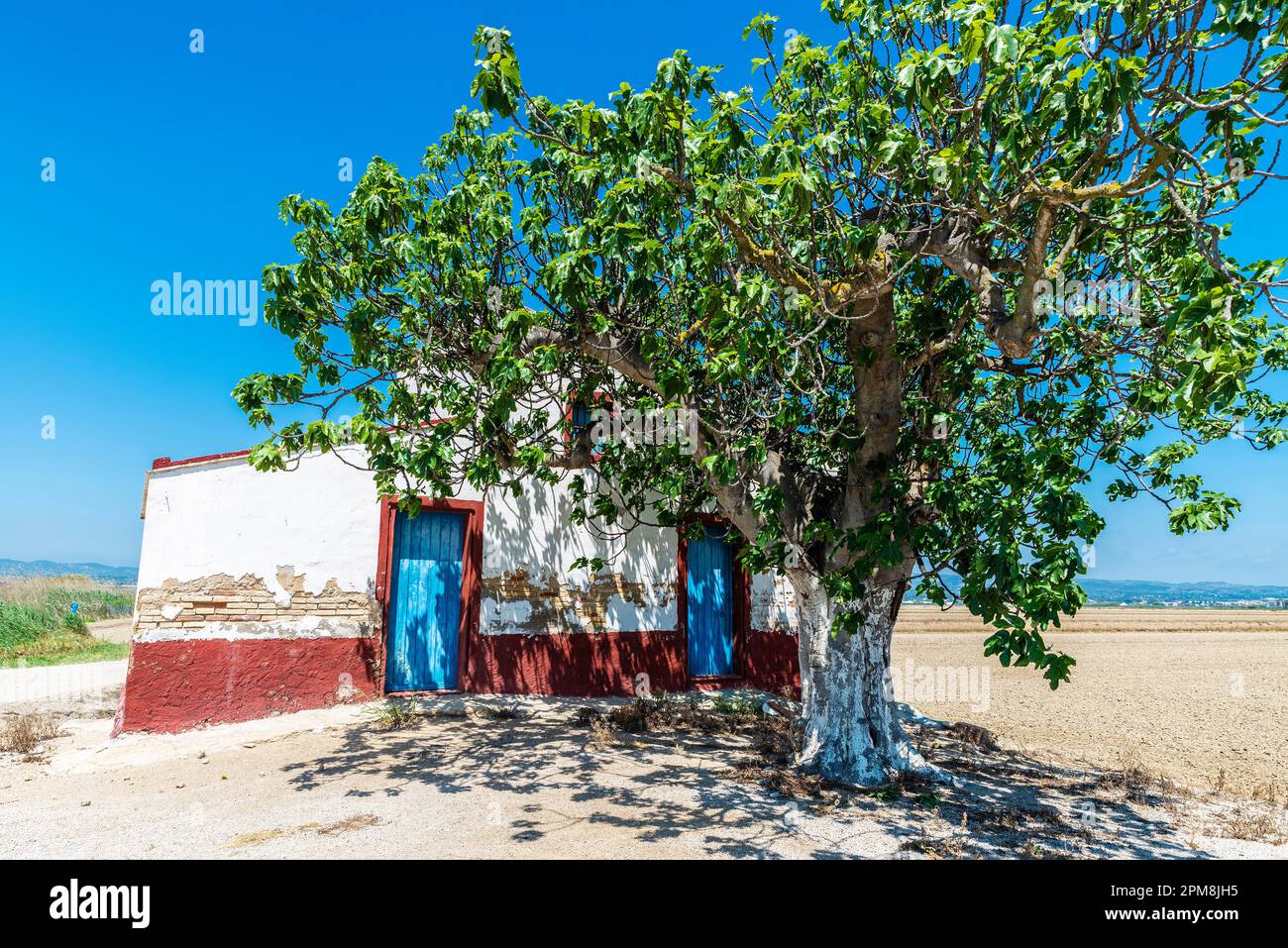 Old rustic farmhouse or orchard house with a tree in the rice paddies of the Ebro Delta natural park, Tarragona; Catalonia; Spain Stock Photo