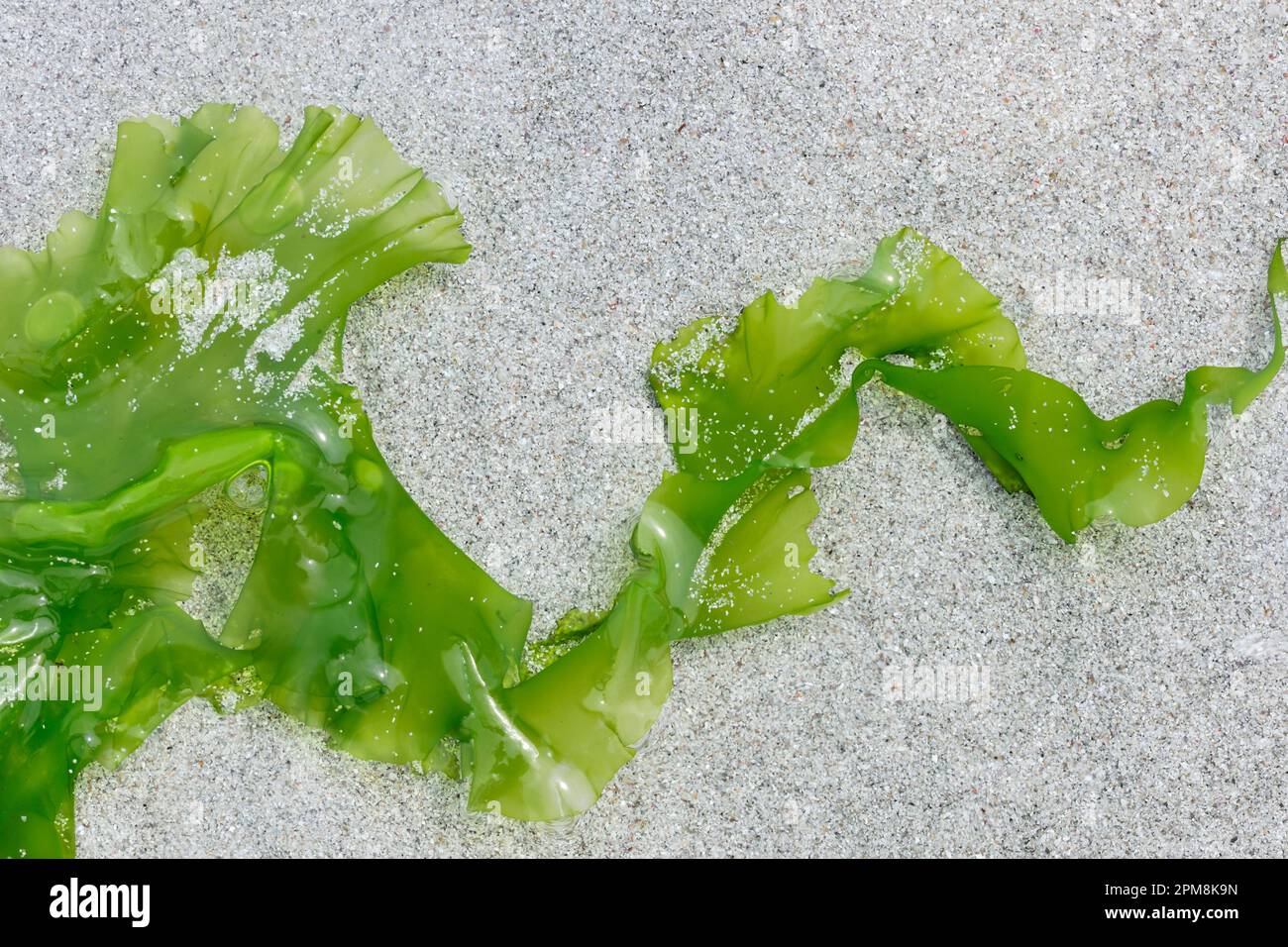 Sea Lettuce (Ulva lactuca) frond cast-up on beach on the Isle of Sanday, Orkney, Northern Isles, Scotland, August 2019 Stock Photo