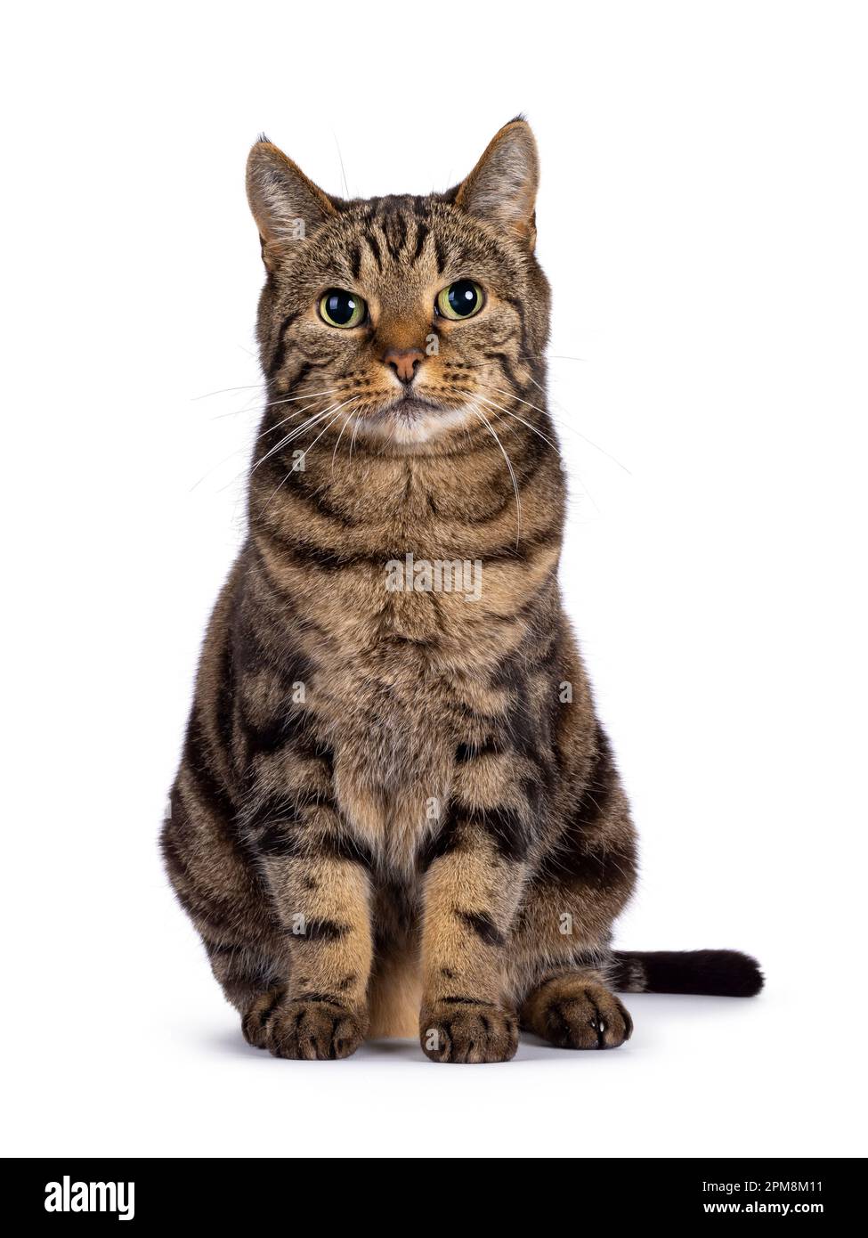 Excellent typed purebred senior European Shorthair cat, sitting up facing front. Looking at camera. Isolated on a white background. Stock Photo