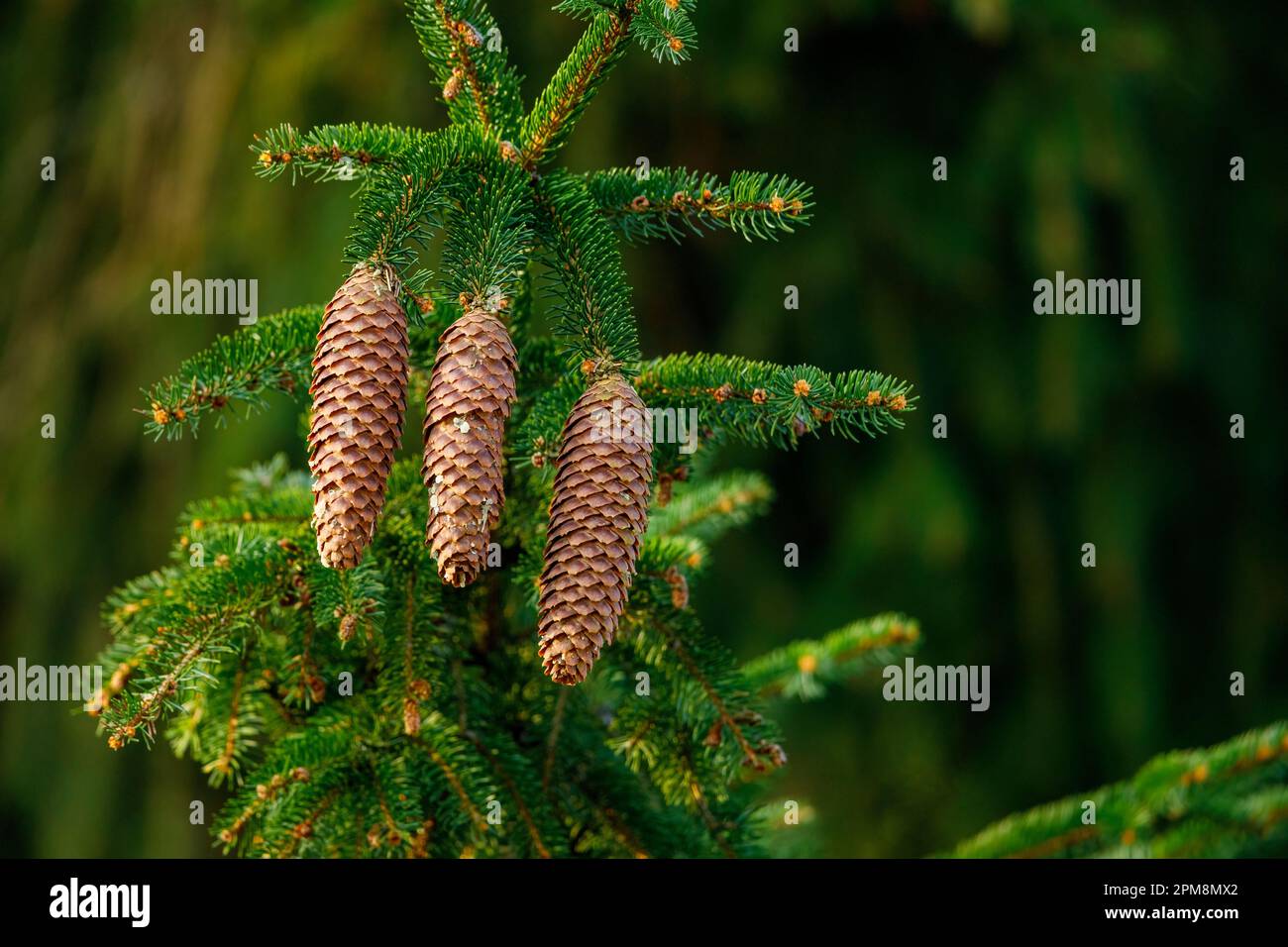 A cone of a spruce in the forest Stock Photo