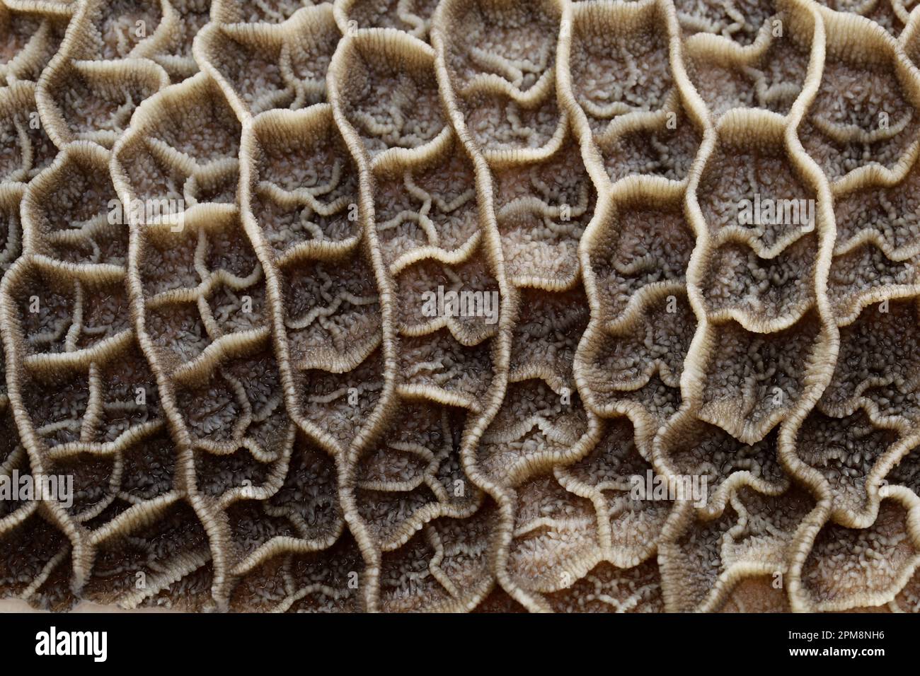 raw beef tripe( second stomach Stock Photo Alamy