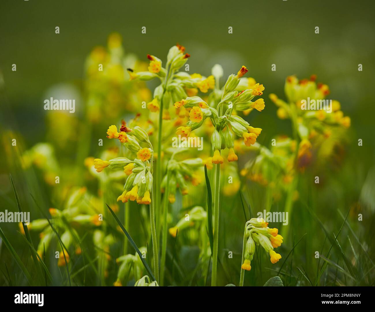 Shot field wild flowers hi-res stock photography and images - Alamy