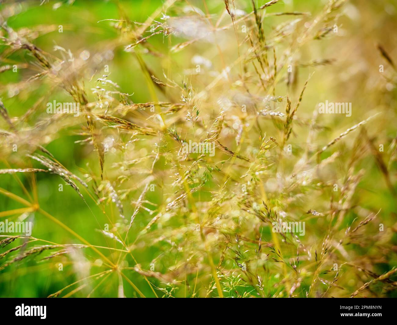 Agrostis capillaris, the common bent, colonial bent, or browntop,  the grass family. Abstract nature background Stock Photo