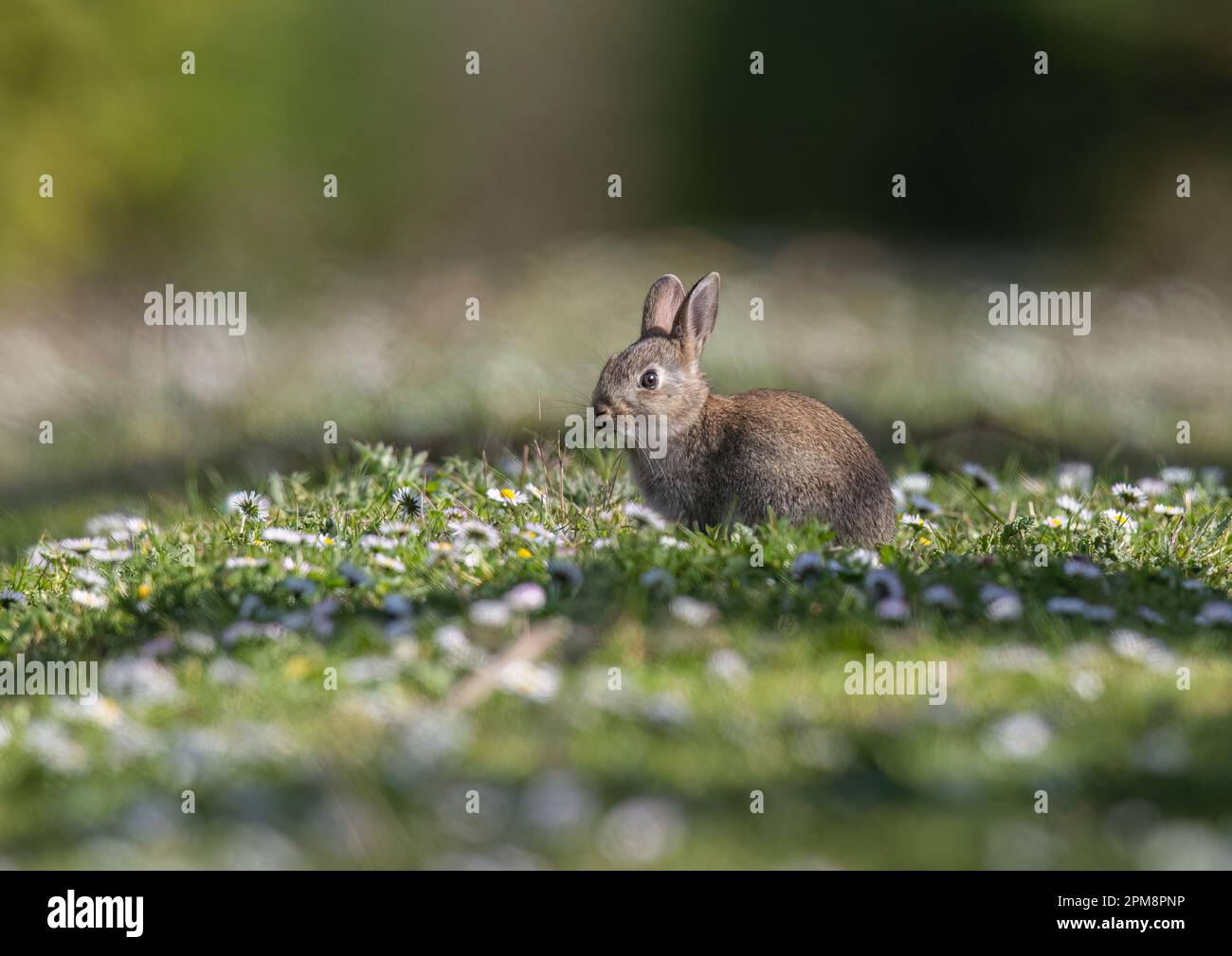 Tiny baby rabbit hi-res stock photography and images - Alamy