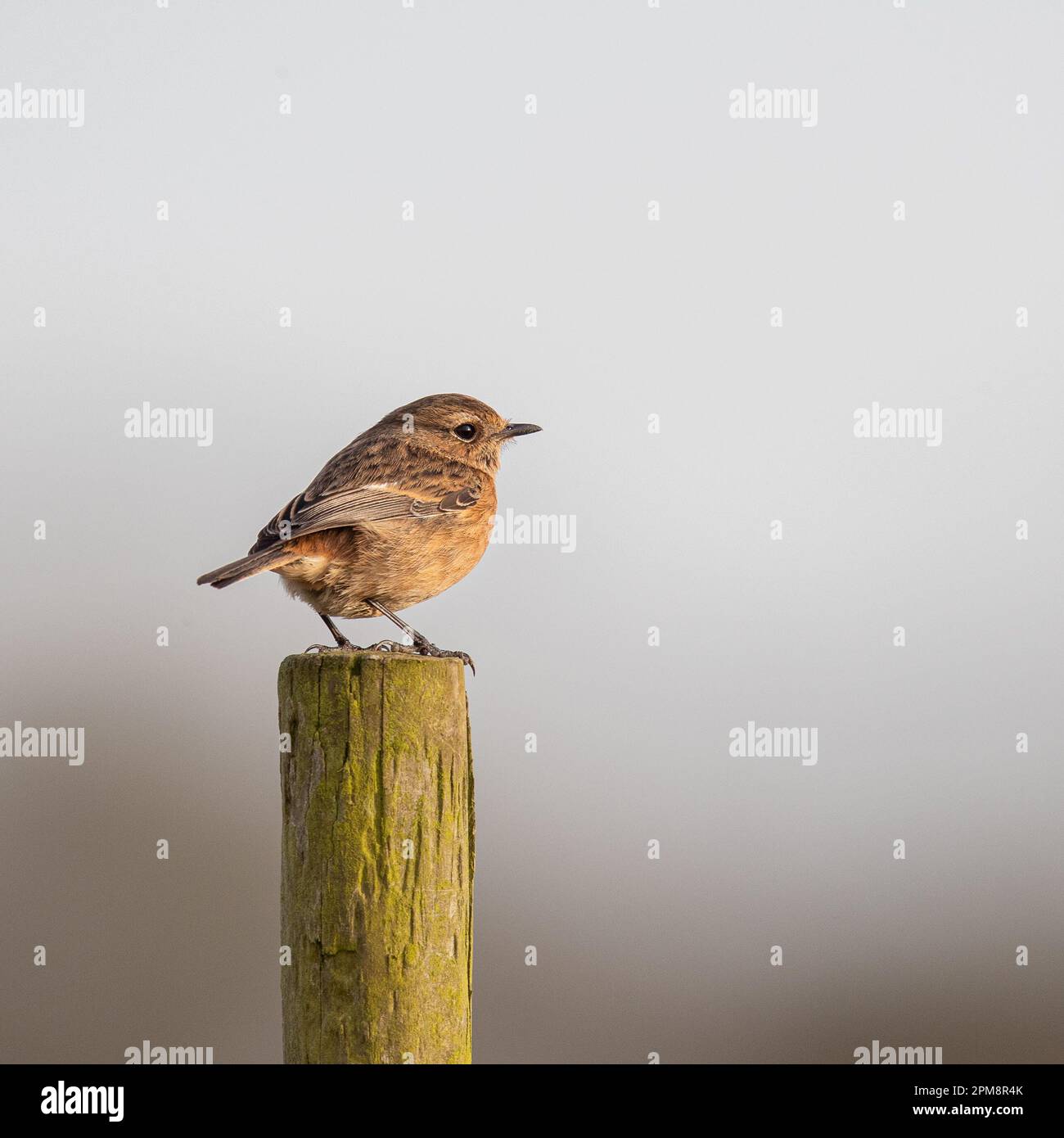 A close up shot of a female stonechat (Saxicola rubicola) perched on a fence post on a clear background. Suffolk, UK Stock Photo