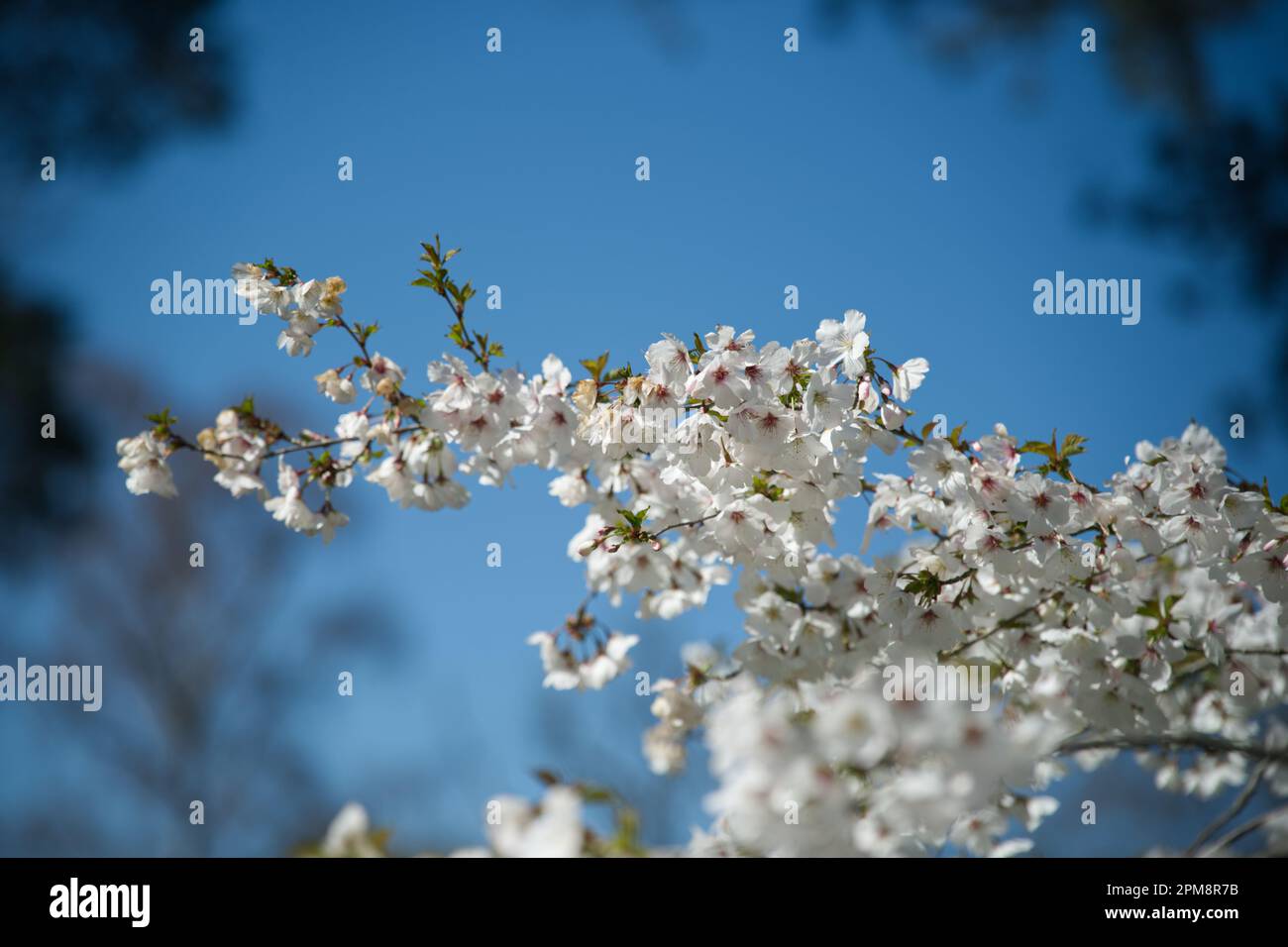 White spring blossom of ornamental cherry tree prunus The Bride in UK garden April Stock Photo
