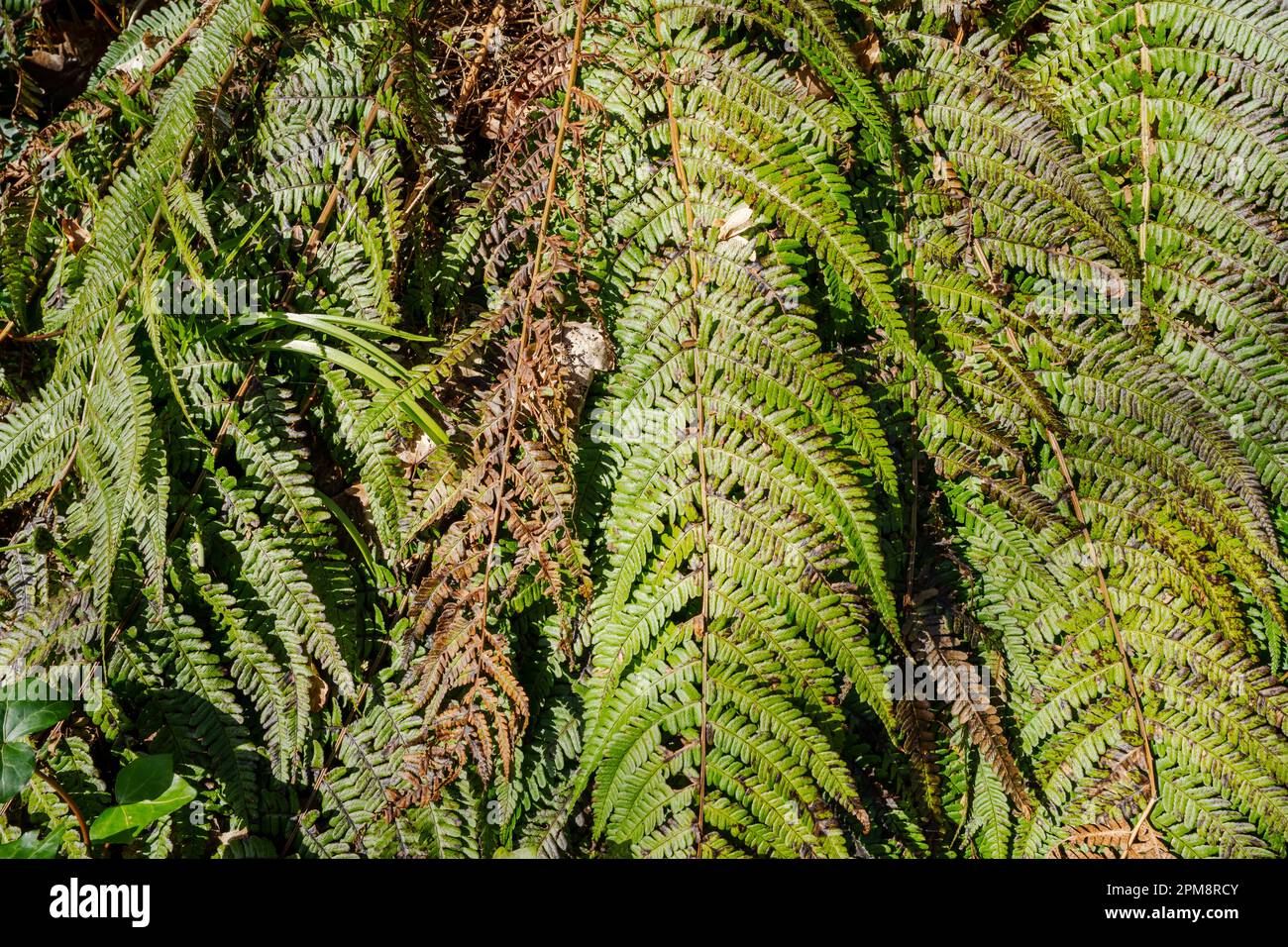 Ferns vibrant greenery hi-res stock photography and images - Alamy
