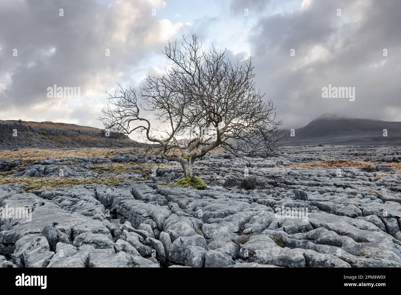 Tree growing out of a limestone pavement with the mountain of Ingleborough beyond, Twisleton, Yorkshire Dales, UK Stock Photo