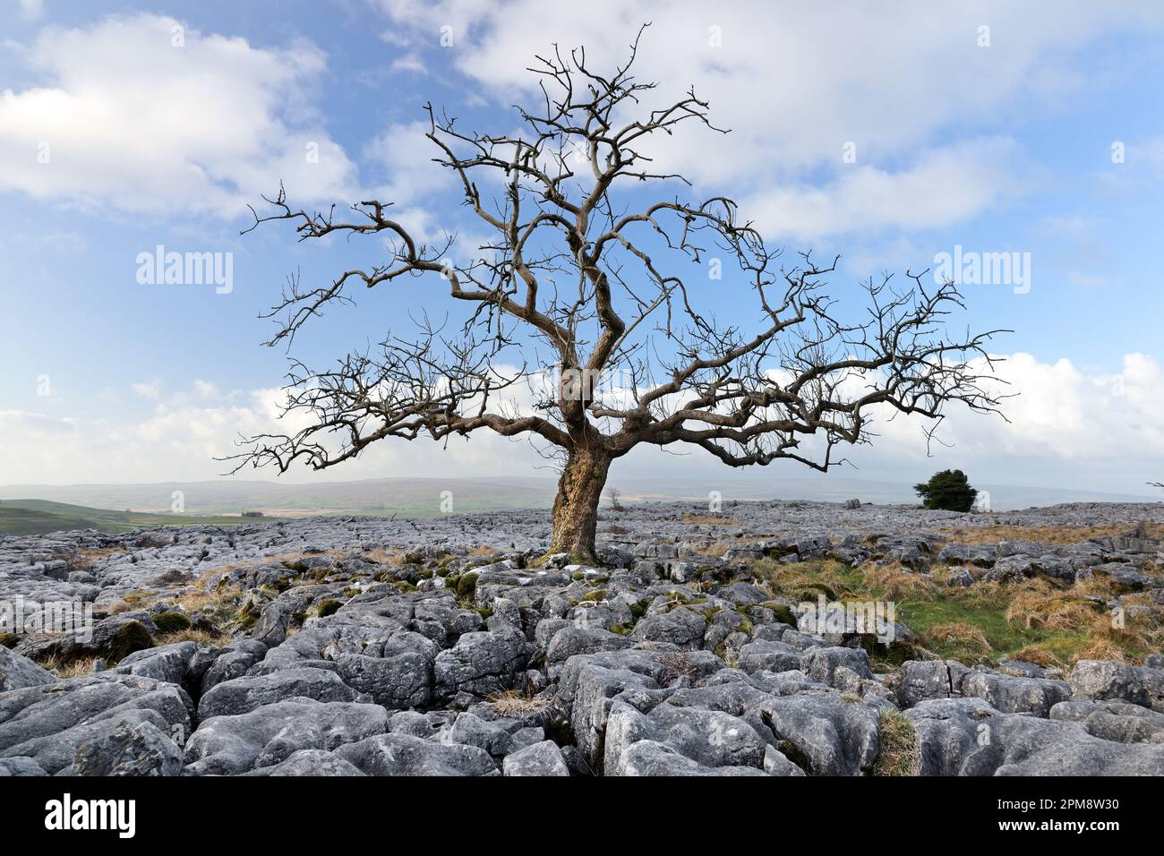 Tree growing out of a limestone pavement, Twisleton, Yorkshire Dales