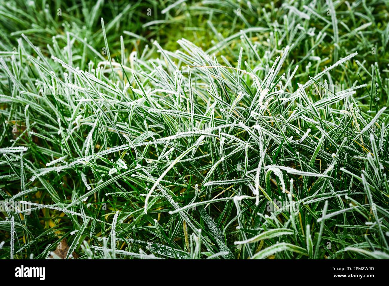 Mit Raureif überzogenes Gras in Hamburg, Deutschland Stock Photo Alamy