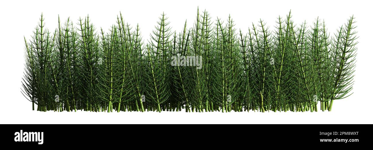 Horsetails, patch of Equisetum isolated on white background banner Stock Photo
