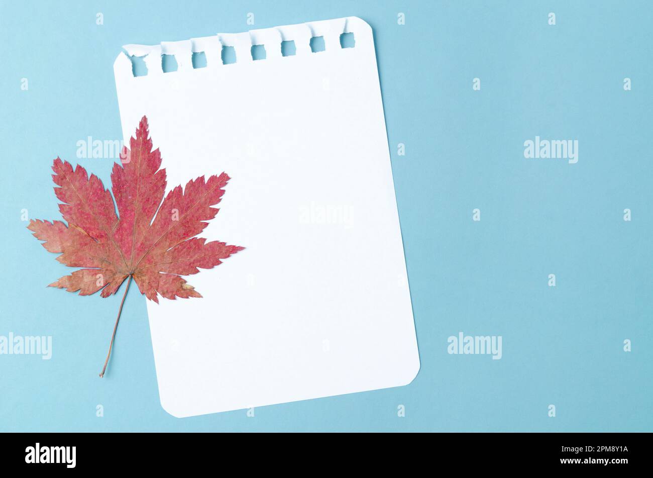 Leaf A Note Blank note paper with dried maple leaf on blue background for your text ...