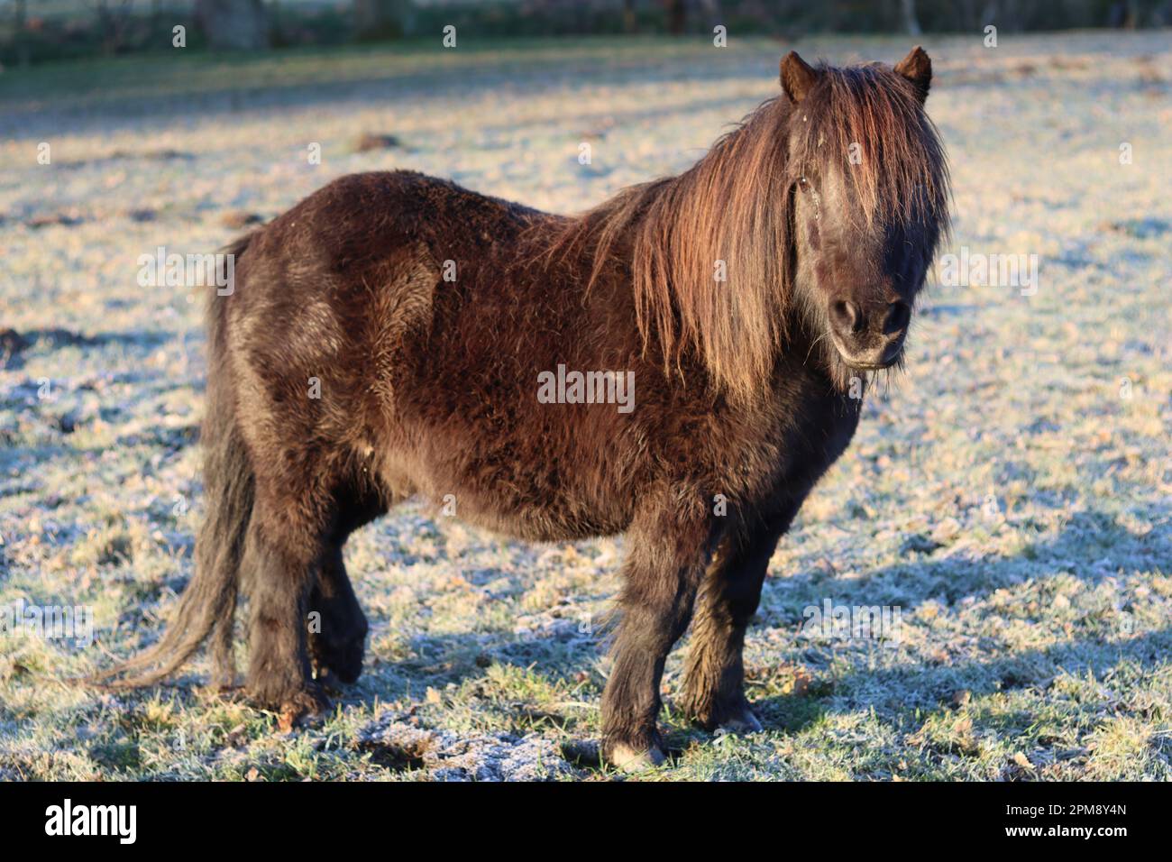 Close up of a Shetland pony standing in a frozen field in winter sunshine Stock Photo
