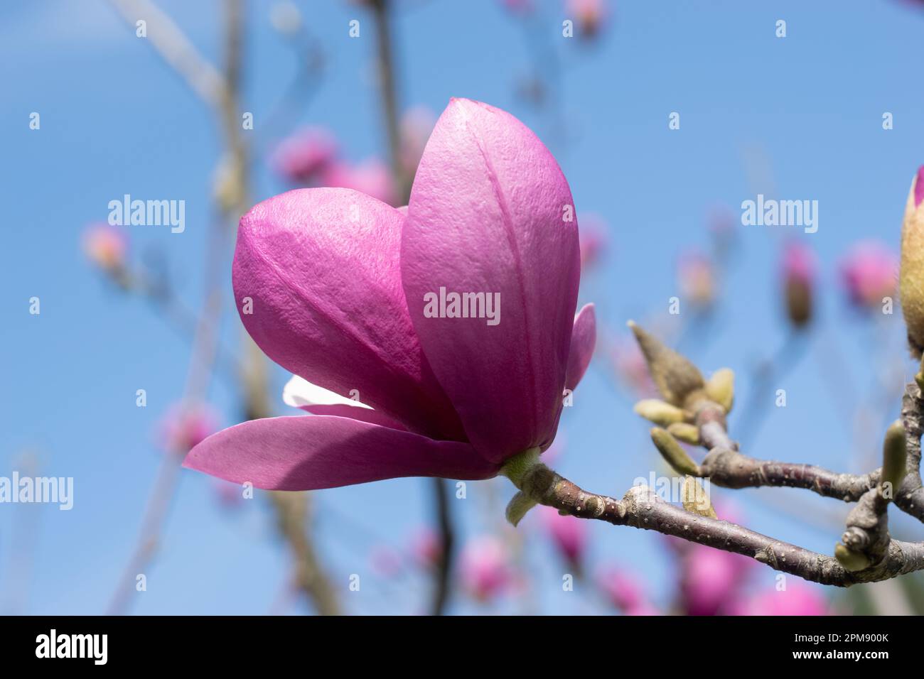 A blooming pink magnolia against a blue sky. Beautiful pink blooming magnolia in the botanical garden. Spring flowers Stock Photo
