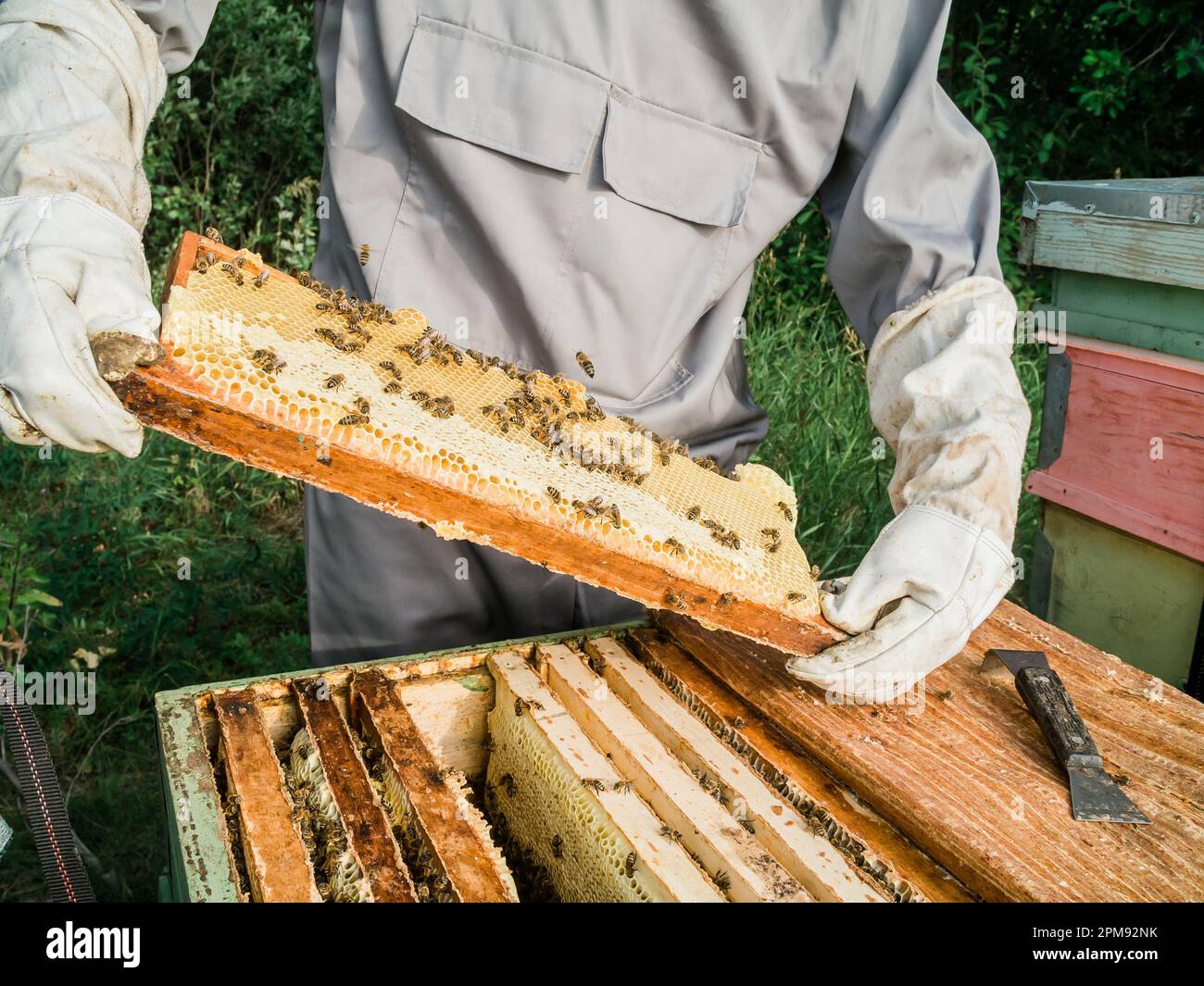 Beekeeper removing from beehive. Person in beekeeper suit