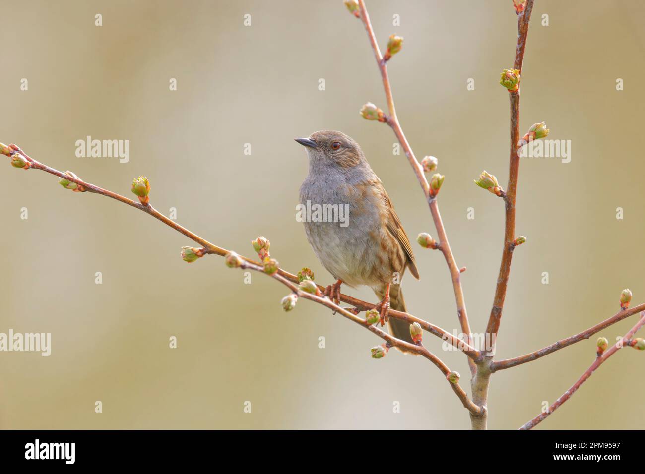 Dunnock - singing Prunella modularis Essex,UK BI035981 Stock Photo
