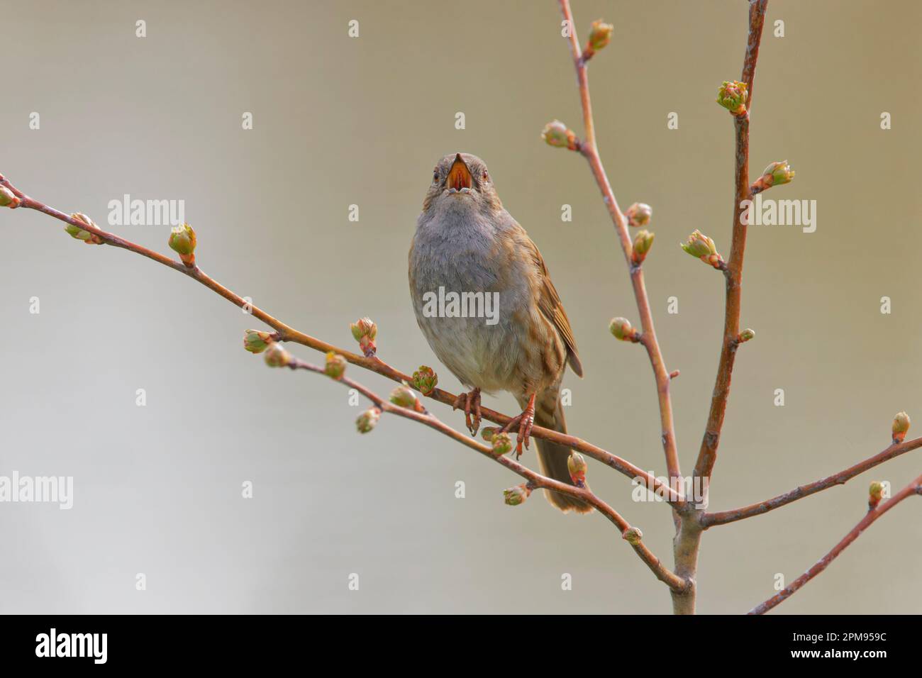 Dunnock - singing Prunella modularis Essex,UK BI035981 Stock Photo
