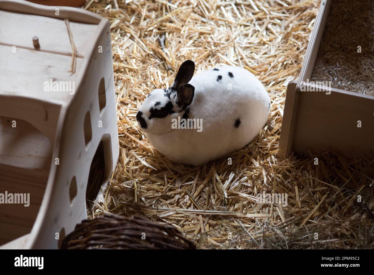un bel coniglio con il pelo bianco e macchie nere Stock Photo