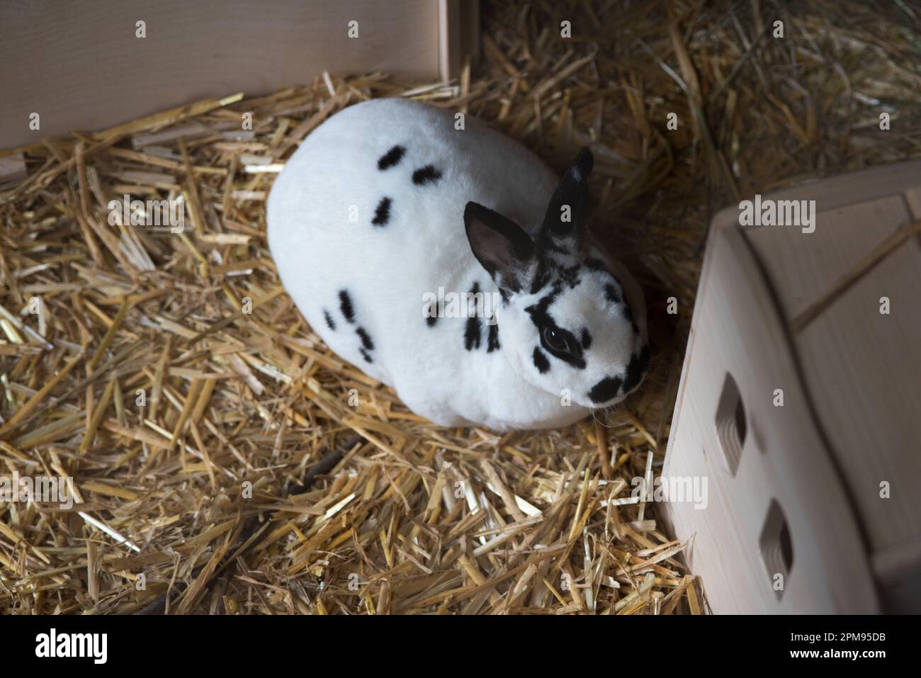 un bel coniglio con il pelo bianco e macchie nere Stock Photo