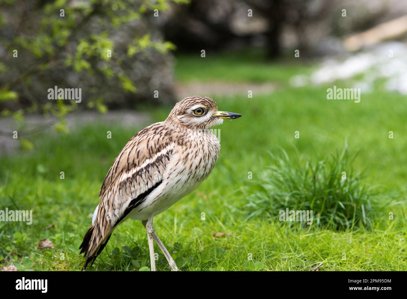 un bel occhione comune su un prato di montagna, un uccello molto bello in primo piano Stock Photo