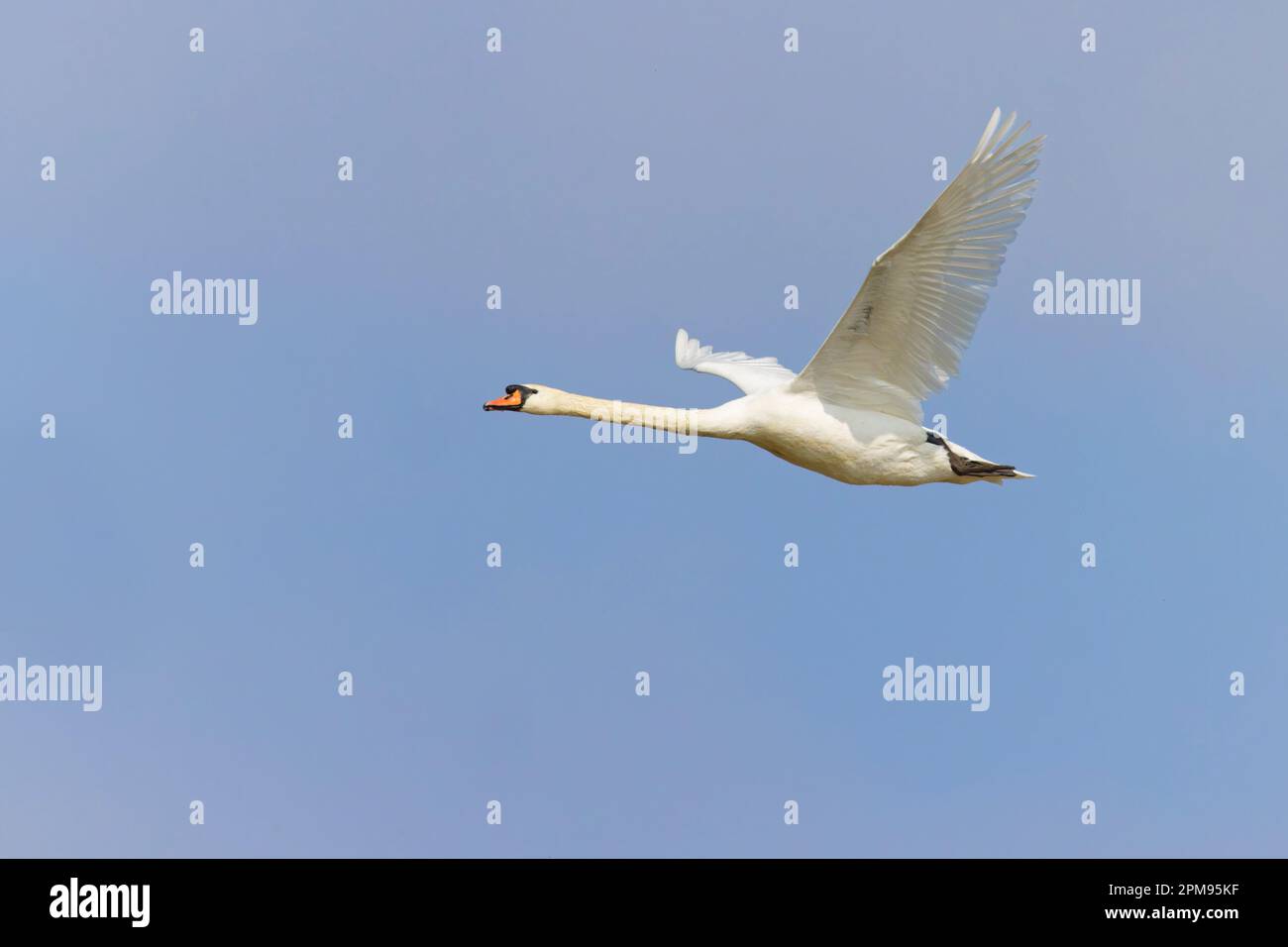 Mute Swan - in flight Cygnus olor Essex,UK BI036049 Stock Photo