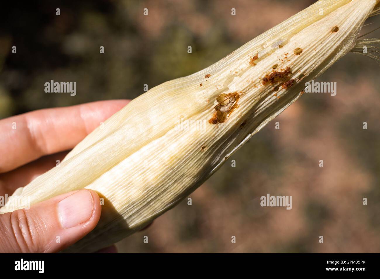 a cob of corn spoiled by caterpillars in a woman's hand. Pest control on the farm Stock Photo