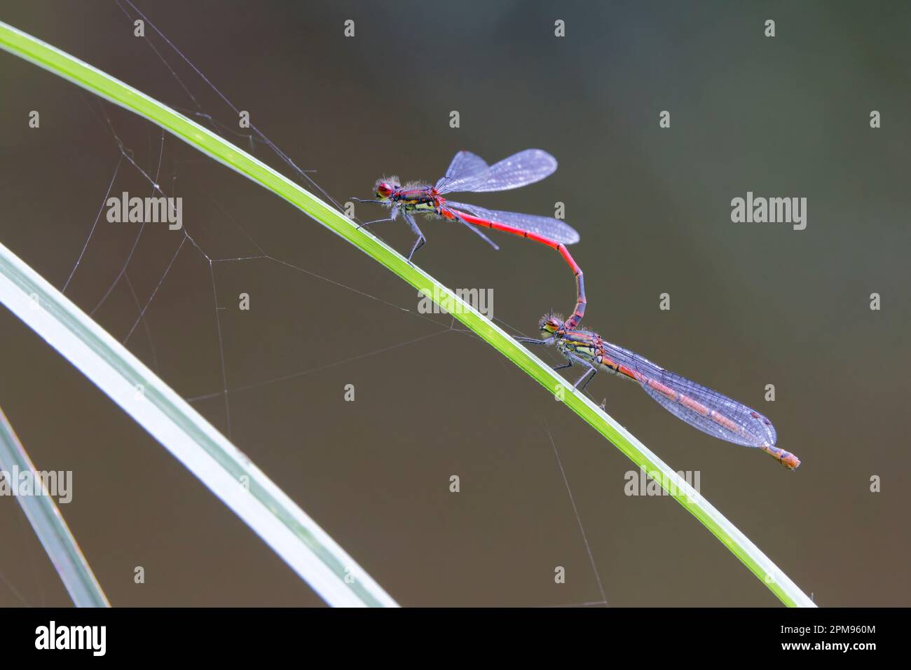 Large Red Damselfly - Pair Pyrrhosoma nymphula Great Leighs, Essex IN003533 Stock Photo