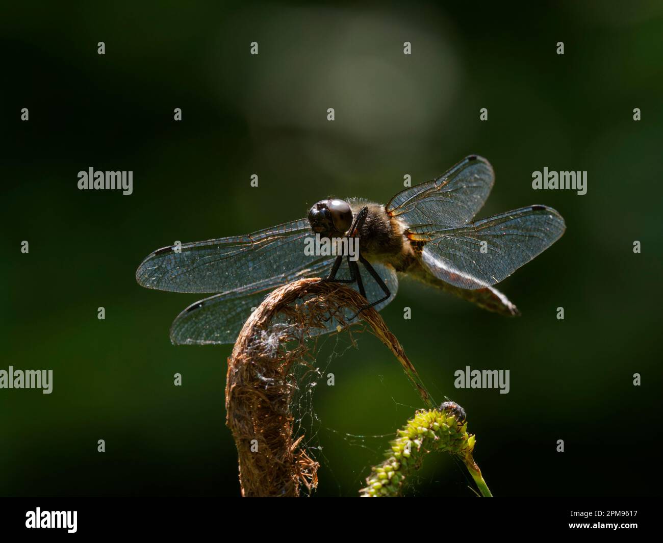 Scarce Chaser Libellula fulva Great Leighs, Essex IN003542 Stock Photo