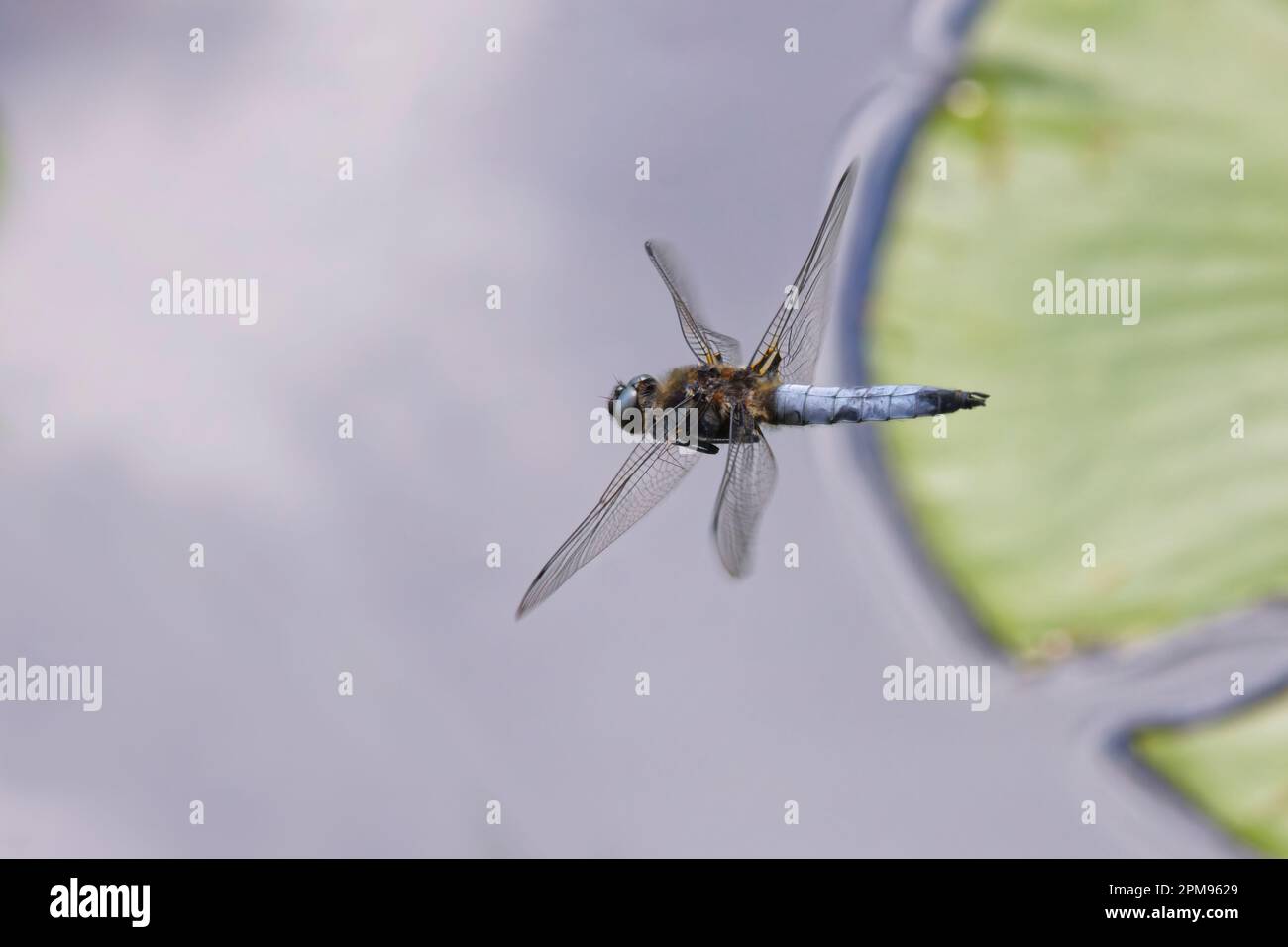 Scarce Chaser - in flight Libellula fulva Great Leighs, Essex IN003554 Stock Photo