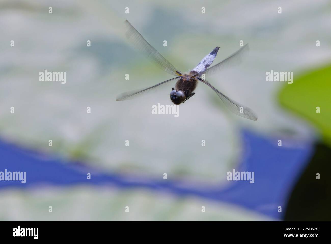 Scarce Chaser - in flight Libellula fulva Great Leighs, Essex IN003558 Stock Photo