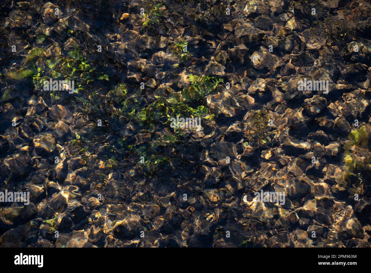 Underwater pattern plants hi-res stock photography and images - Alamy