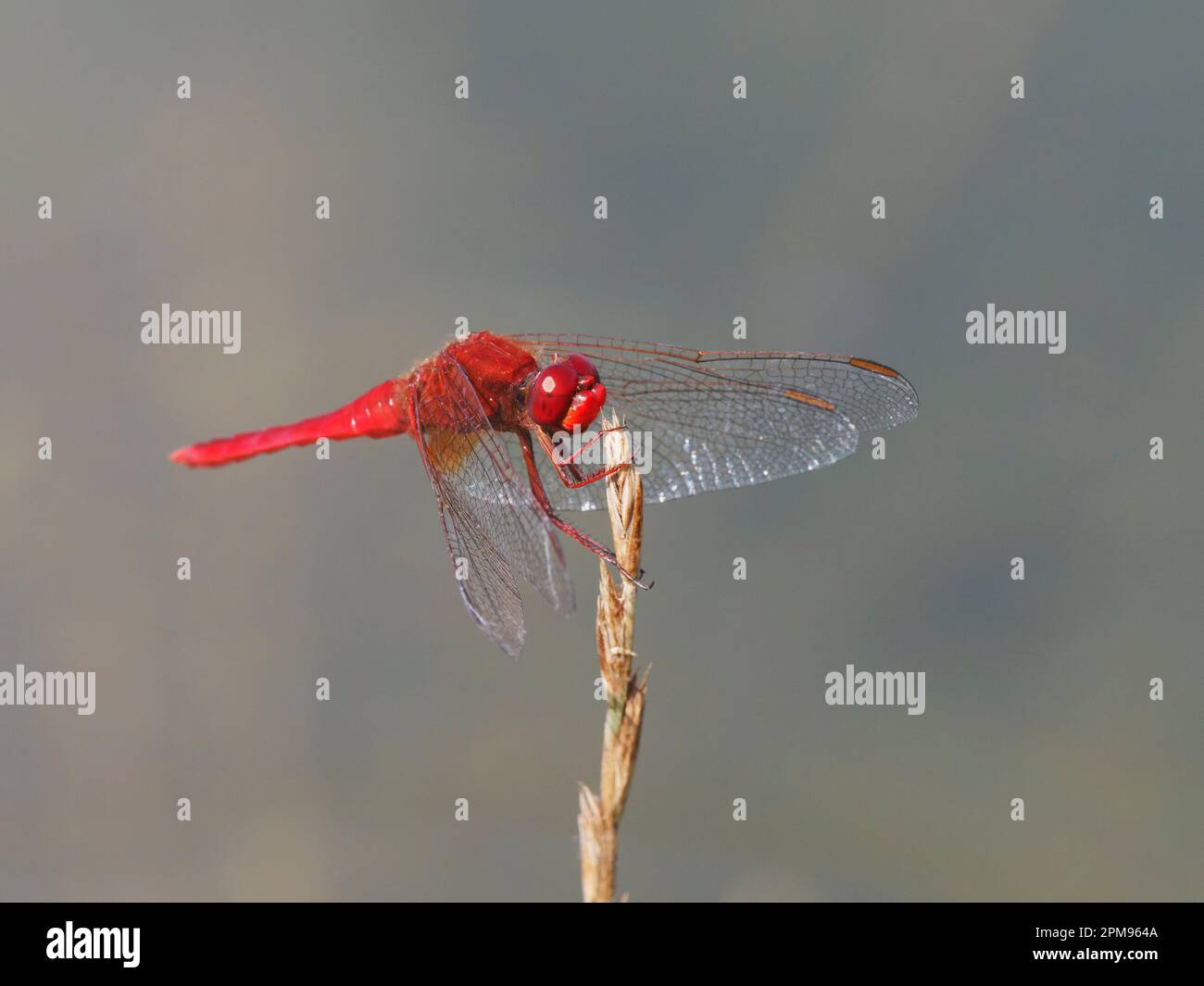 Scarlet Darter Crocothemis erythraea Bulgaria IN003590 Stock Photo
