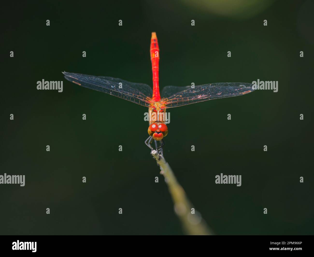 Spotted Darter - male at rest Etheostoma maculatum Bulgaria IN003681 Stock Photo