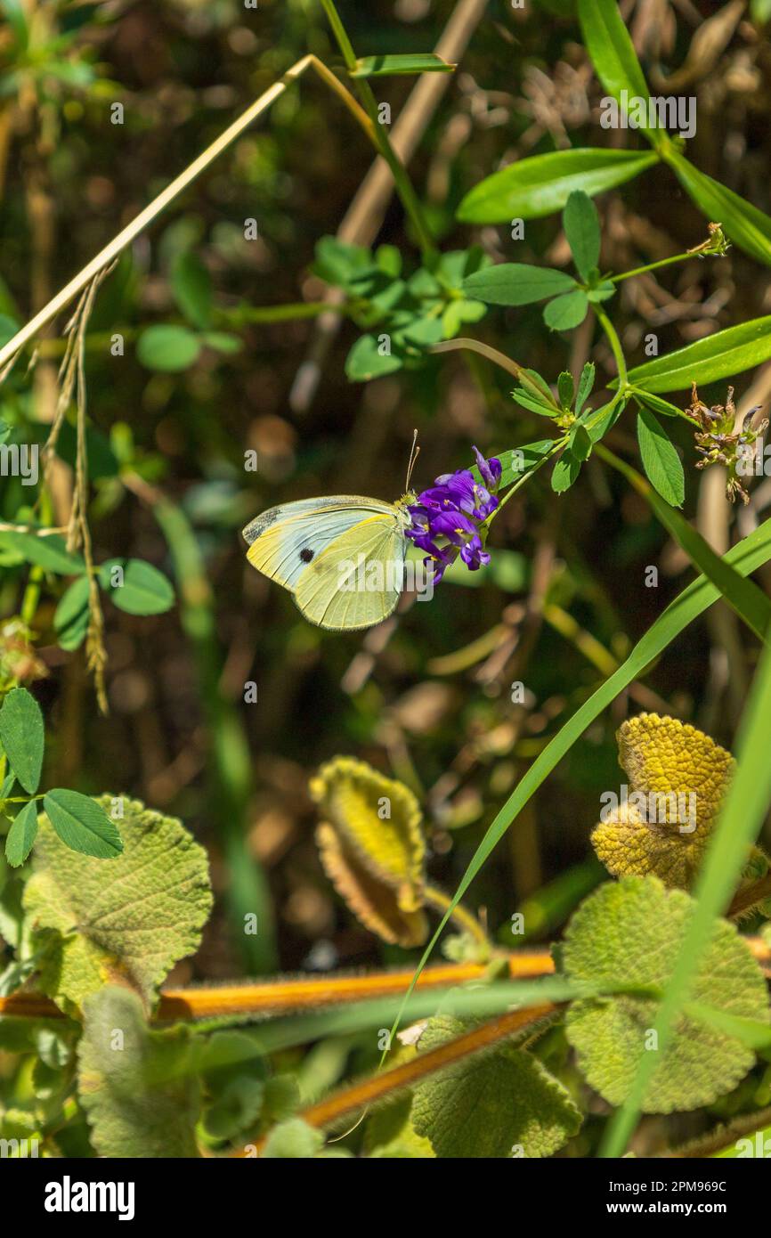 Pieris rapae, Small White Butterfly, with copy space and a Natural ...