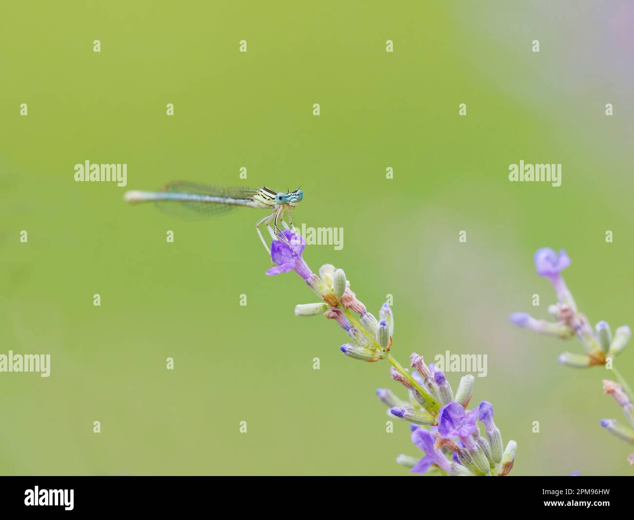 White Legged Damselfly - male Platycnemis pennipes Bulgaria IN003953 ...