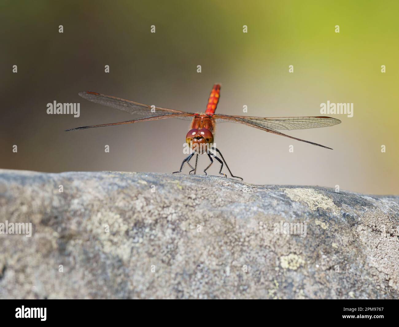 Dragonflies scotland hi-res stock photography and images - Alamy