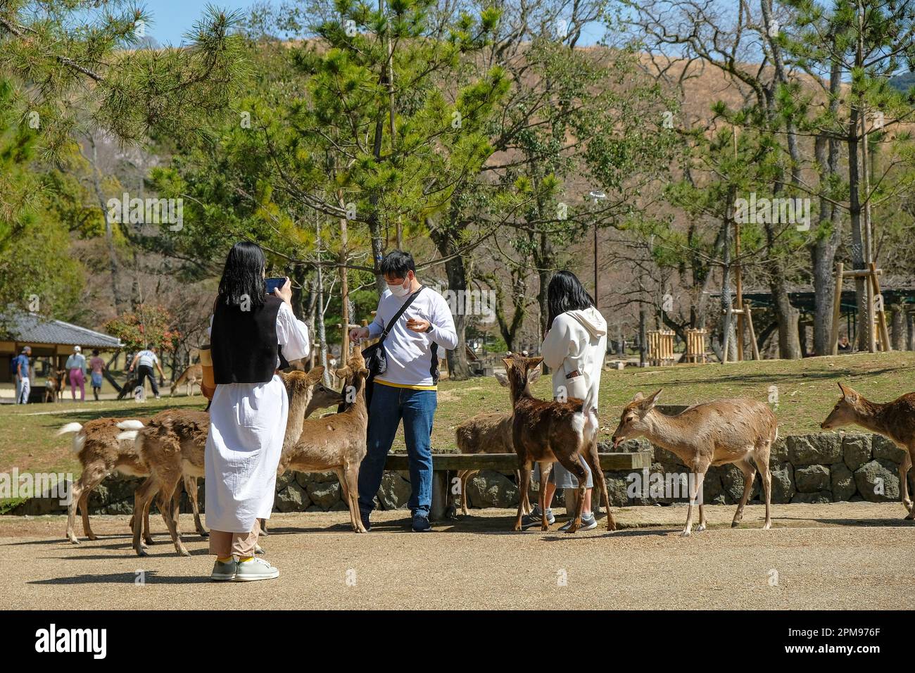 Nara, Japan - March 22, 2023: Tourists feeding deer in Nara Park, Japan. Stock Photo