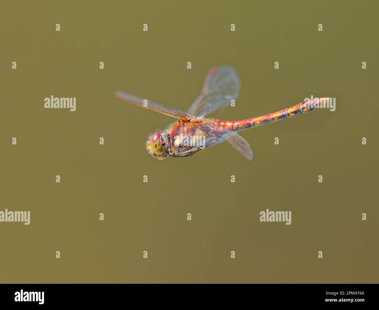 Highland Darter - in flight Sympetrum nigrescens Abernethy Forest, Scotland,UK IN004126 Stock Photo