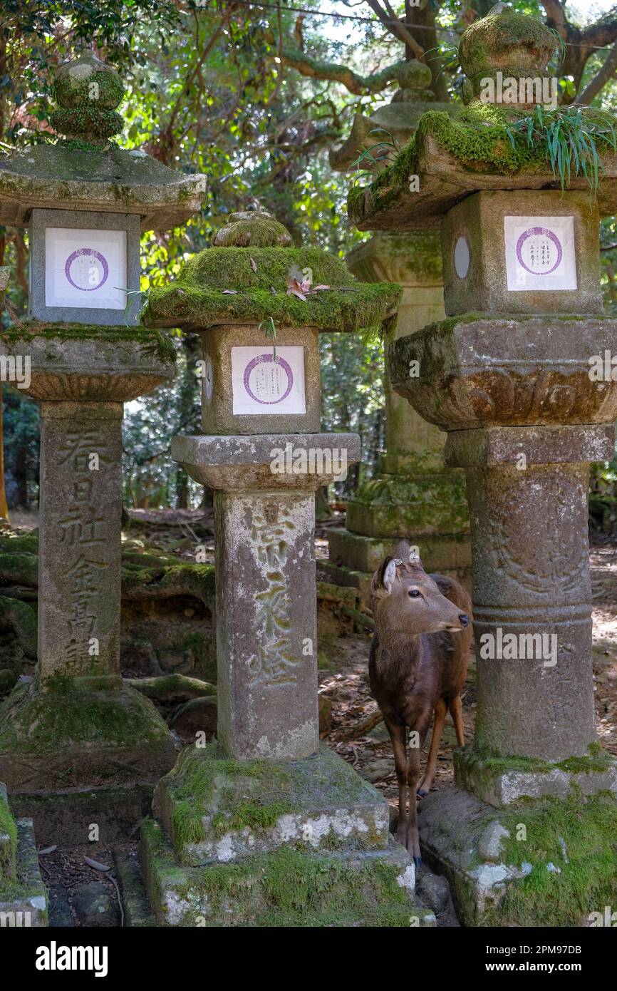 Nara, Japan - March 22, 2023: A deer between stone lanterns in Nara Park, near Todaiji Temple, Japan. Stock Photo