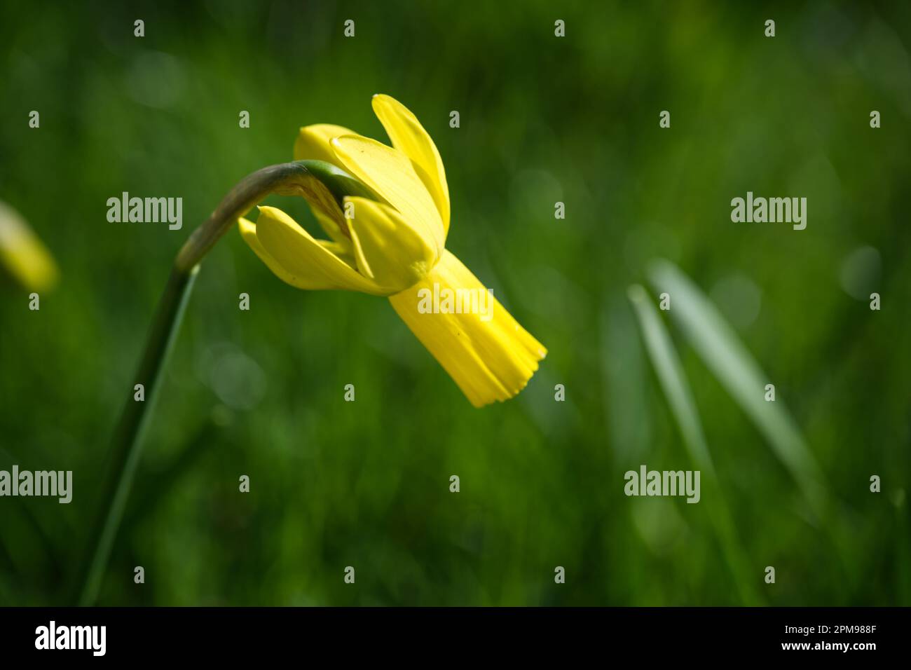Yellow spring flowers of dwarf daffodil narcissus Rapture in UK garden April Stock Photo